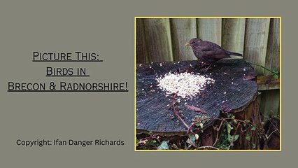 Picture This: Birds in Brecon & Radnorshire!