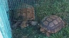 Les tortues