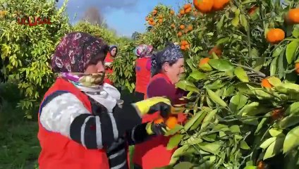 Dalında Kalan Limon Neden Tezgâhta 20 Tl'ye Satılıyor?