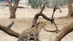 leopard want to meeting #animals #wildlife #viral #leopard #shorts