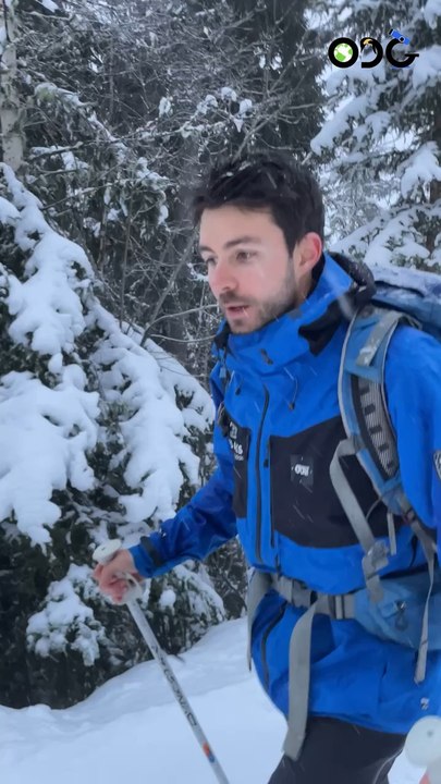 Combien d’aiguilles sur un sapin ? 