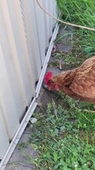 Tavuğun bahçede yakalayıp yediğine şeye bakın, inanamayacaksınız!