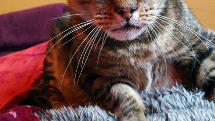 Cats Protection appeals for unwanted Christmas presents to support cats in its care