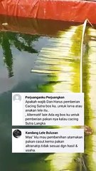 2 pernyataan yang membingungkan PEMULA saat membacanya, sini saya luruskan ❗