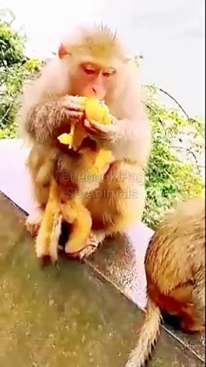 Mankey Funny Video, Mankey Dance, Animal's Video, Baby Animals, Baby Mankey, Baby Bandar #Animals#Bandar#Mankey