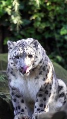 Do the snow leopard wiggle!  #shorts