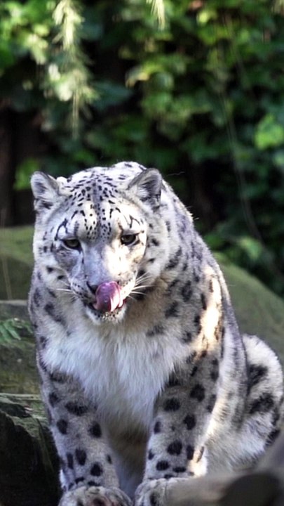 Do the snow leopard wiggle!  #shorts
