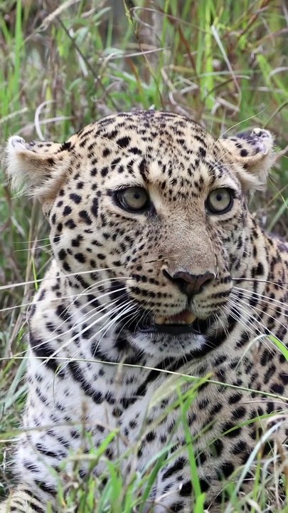 LEOPARD RELAXES IN THE GRASS