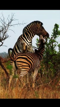 Zebra's Playing! Kruger National Park, South Africa #safari #africa #nature #shorts