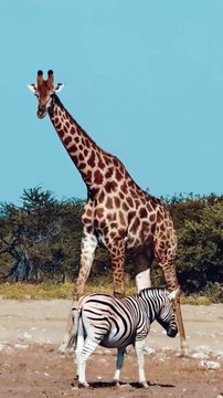 Zebra and Giraffe #wildlife #africa #intothewild