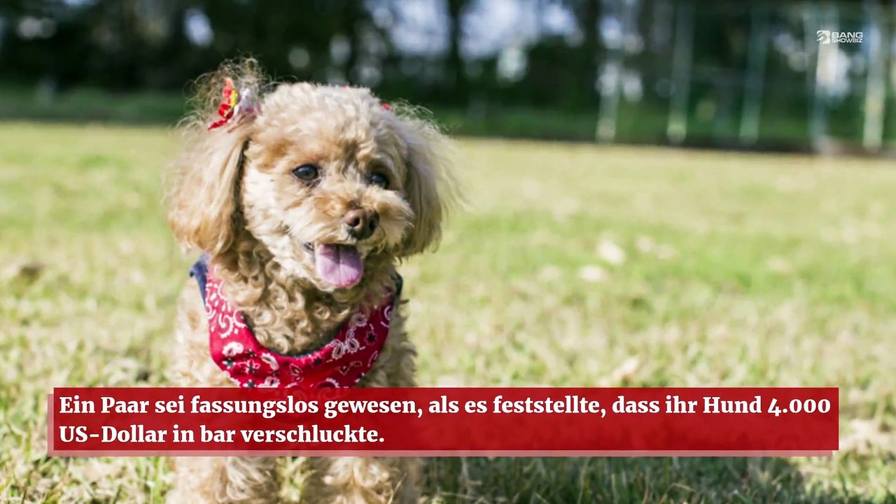 Paar entdeckt, dass ihr Hund 4.000 US-Dollar in bar fraß