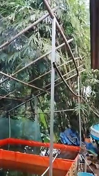 Ini yang saya lakukan sebelum hujan deras, agar larva lele tetap aman dikolam