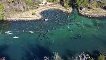 Hundreds of manatees gather at Florida springs to keep warm amid temperature drop