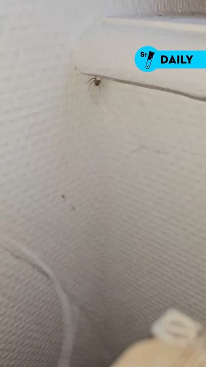 Ce bébé araignée prouve que des fois c’est bien la petite bête qui mange la grosse !