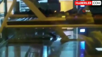 Simitçi tezgahında gezen fare böyle görüntülendi