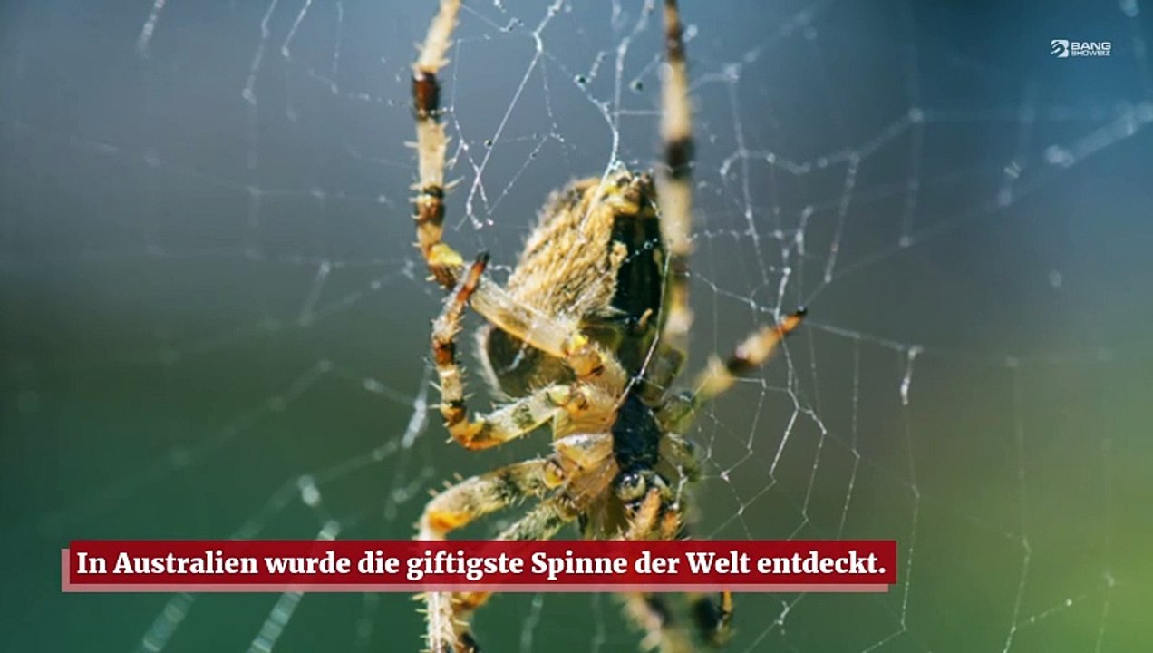 die-giftigste-spinne-der-welt-ist-in-australien-entdeckt-worden-video