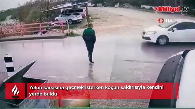 Yolun karşısına geçmek isterken koçun saldırısıyla kendini yerde buldu