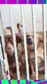 Abrigo para animais fica vazio pela 1ª vez em 47 anos