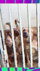 Abrigo para animais fica vazio pela 1ª vez em 47 anos