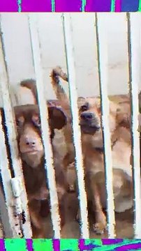 Abrigo para animais fica vazio pela 1ª vez em 47 anos