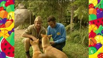 The Wiggles Little Dingo 2002...mp4