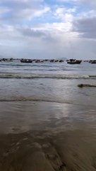 Baleia em decomposição há 5 dias deixa praia de Florianópolis imprópria para banho