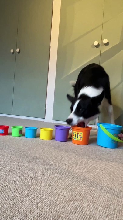 Border Collie Loves Stacking Cups