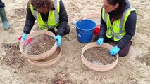 CSIC alerta de que el pélet tarda unos 100 años en degradarse y no prevé llegada masiva pronto