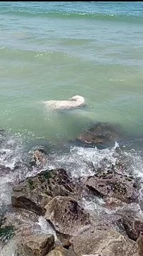 Baleia em decomposição há 5 dias deixa praia de Florianópolis imprópria para banho