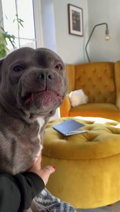 Staffy Smiles When Dad Is Home