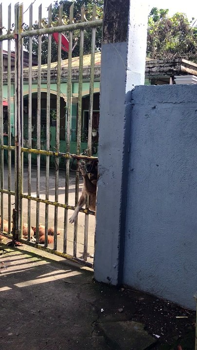 Clever Dog Opens Gate By Itself