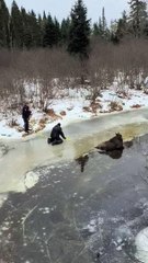 Alce resgatado no gelo no Canadá