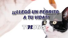 ¿Llegó un perro o gato a tu vida estas vacaciones?