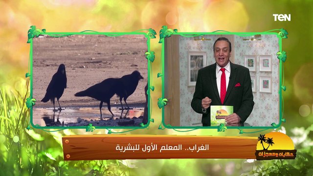 تربية الدواجن في المنزل.. طرق الرعاية الصحيحة والوقاية من الأمراض | حكايات وعجزات