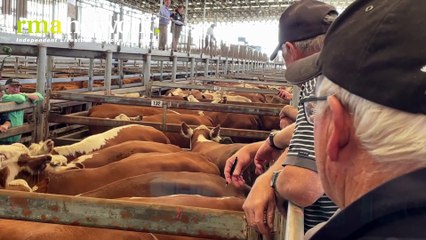 Mortlake all breeds heifers sale | January 11, 2023 | Stock & Land