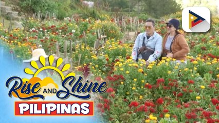 Flower farm, goat cliff rock adventure, at camping, dinarayo ng mga turista sa Benguet