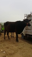 |کالا رنگ| ولایتی گائے|منڈی اقبالنگر