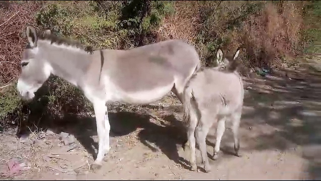 Desert donkey