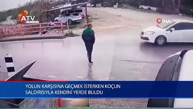 Yolun karşısına geçmek isterken koçun saldırısıyla kendini yerde buldu