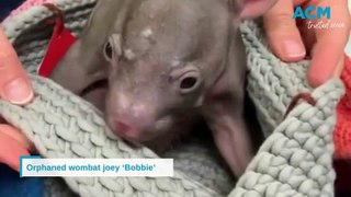 Bobbie the injured, orphan wombat baby from Sydney's Warragamba Dam