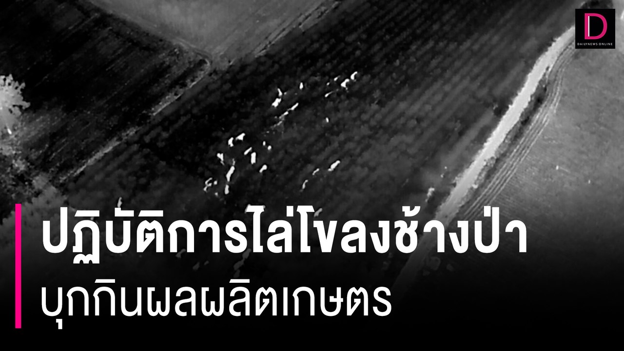 เปิดปฏิบัติการไล่โขลงช้างป่า กว่า 70 ตัว บุกกินผลผลิตเกษตรนานนับเดือน | HOTSHOT เดลินิวส์ 11/01/67