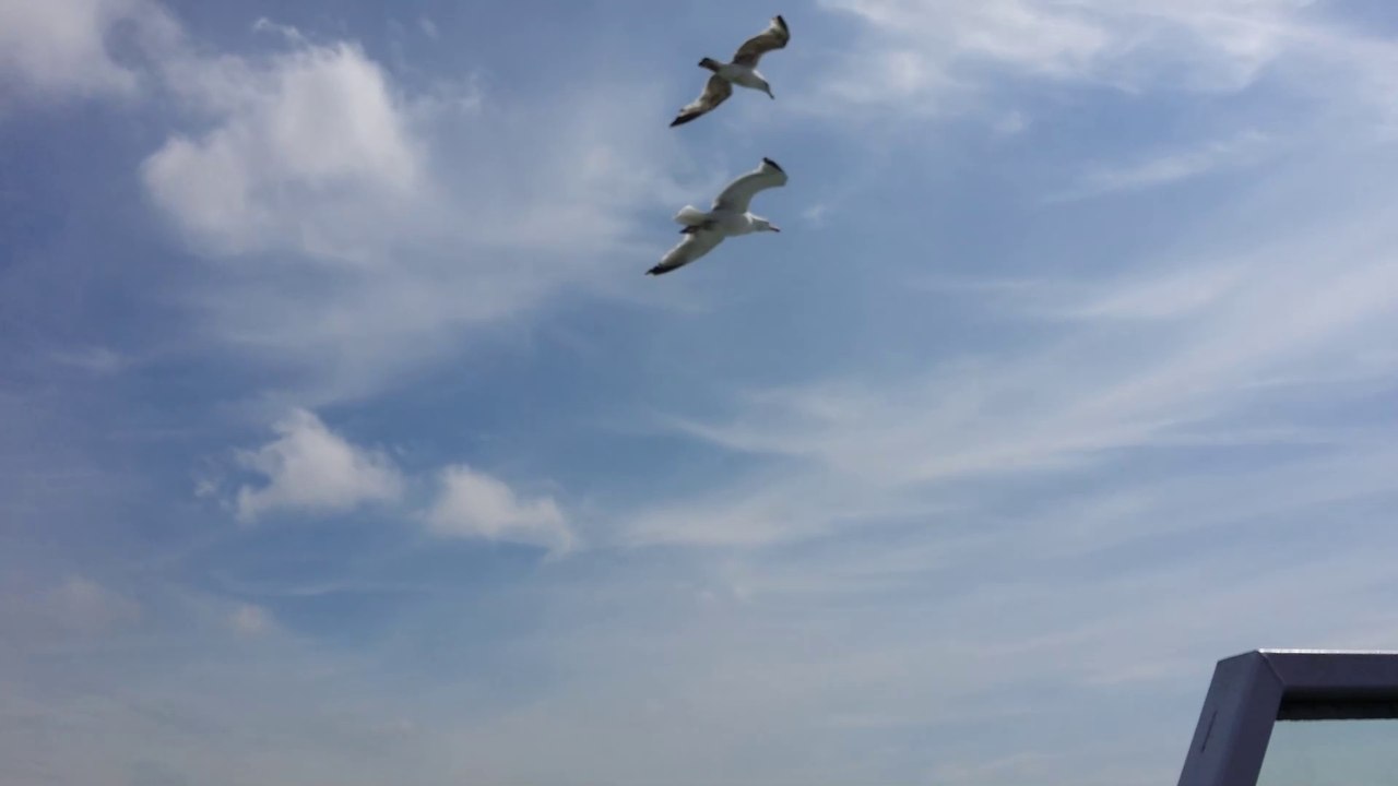 birds flying low