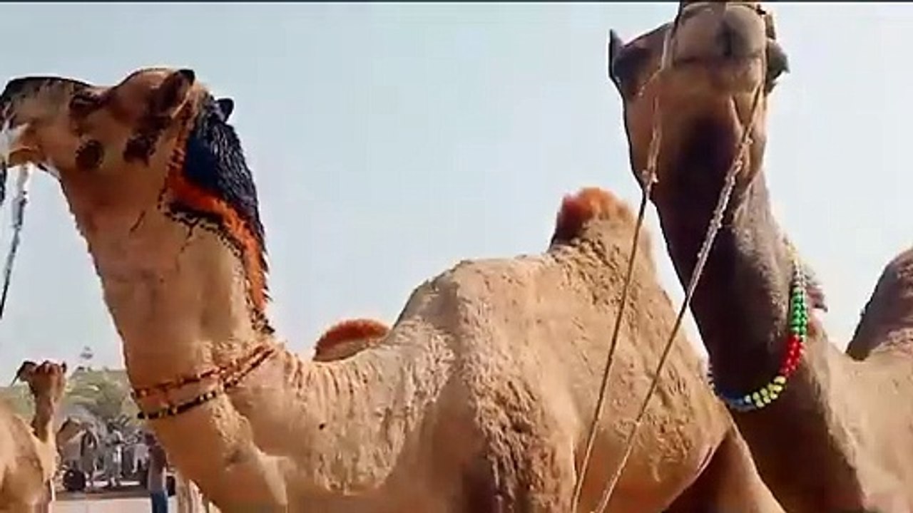 Desert camel in masti