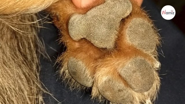 Frauchen dreht die Pfote ihres Hundes herum und entdeckt ein Wunder der Natur!