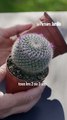 Rempotage d’un cactus : découvrez les conseils et astuces pour le réussir