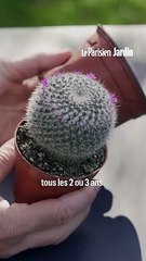 Rempotage d’un cactus : découvrez les conseils et astuces pour le réussir