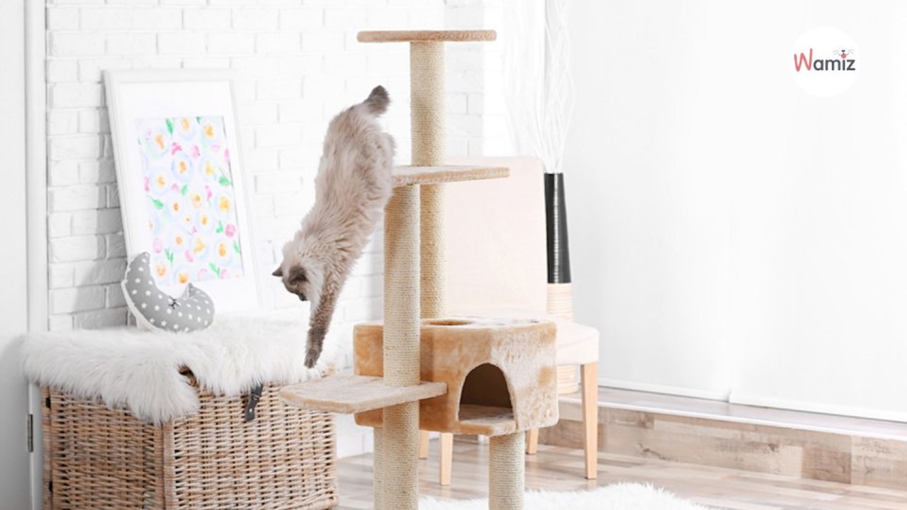 Kätzchen erschreckt zu Tode, als es einen unerwünschten Gast im Kratzbaum findet!