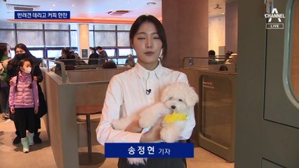반려견도 당당히 카페 출입
