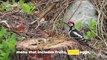 Symphony of Woodpeckers: Nature's Percussionists