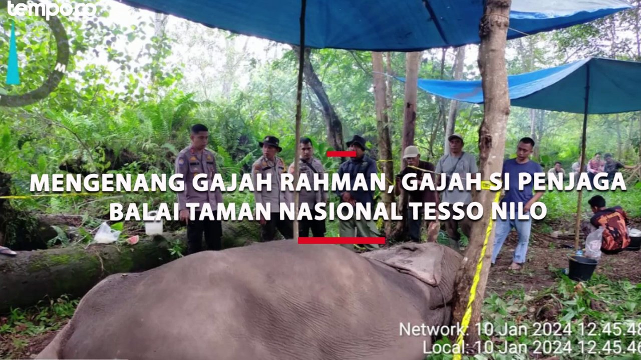 Mengenang Gajah Rahman, Gajah Si Penjaga Taman Nasional Tesso Nilo yang Mati Diracun